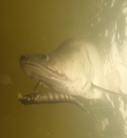 Clownknifefish_upclose_35_motionminnow_UW