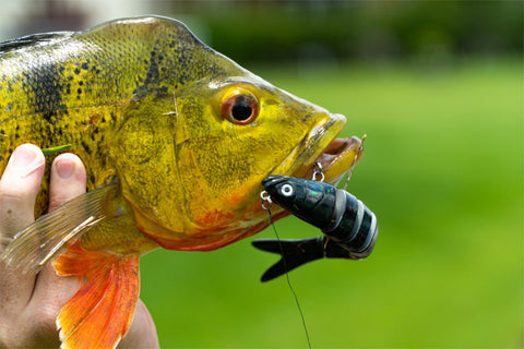 peacockbass with 3.5" motiont minnow goggle eye