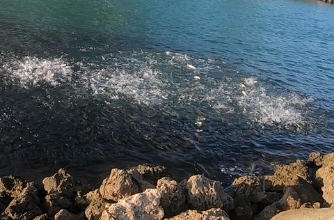 Mullet Run baitfish migration