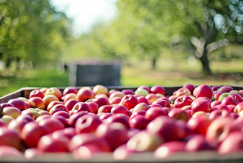 pomme-brule-graisse