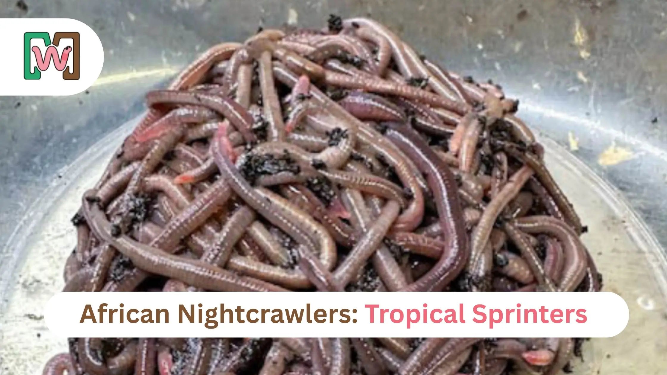 African Nightcrawlers