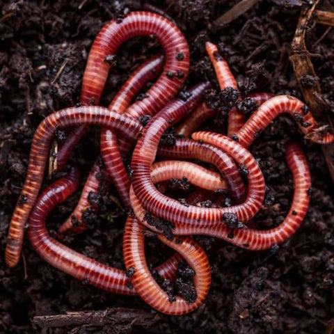 implicitte Forbigående sofa Guide to Red Wiggler Composting Worms: Everything You Need to Know