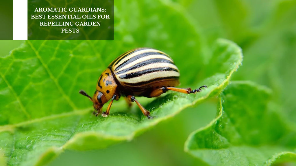 AROMATIC GUARDIANS: BEST ESSENTIAL OILS FOR REPELLING GARDEN PESTS