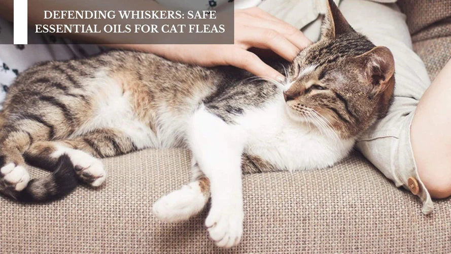 HOW TO USE SAFE ESSENTIAL OILS FOR FLEAS ON CATS?
HOW TO USE SAFE ESSENTIAL OILS FOR FLEAS ON CATS?