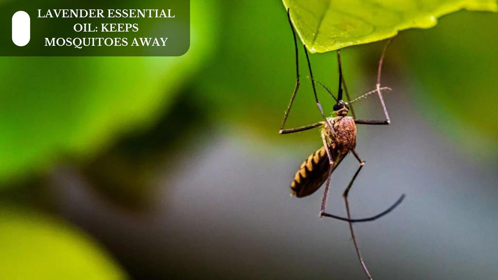 LAVENDER ESSENTIAL OIL: KEEPS MOSQUITOES AWAY