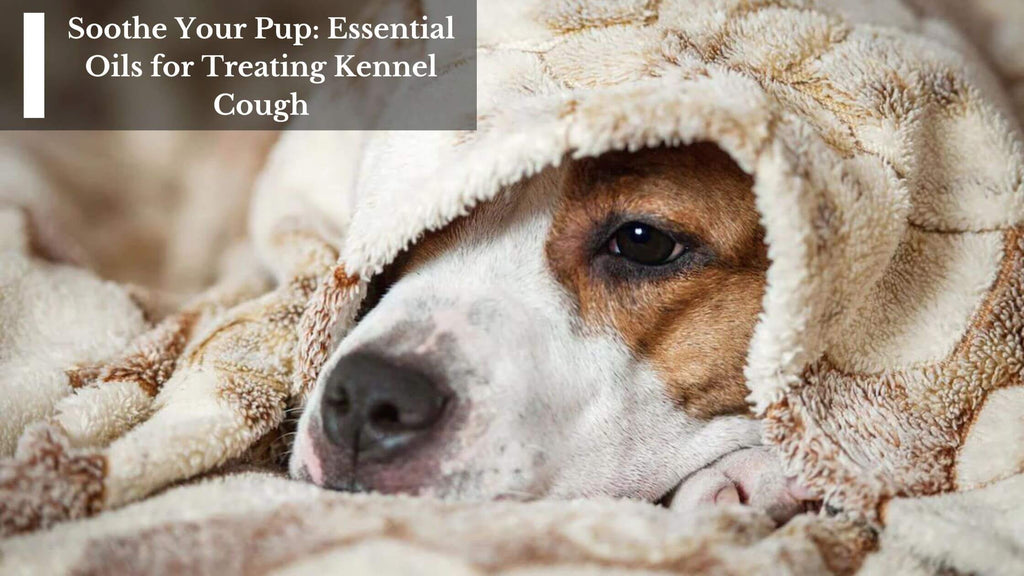 Soothe Your Pup: Essential Oils for Treating Kennel Cough