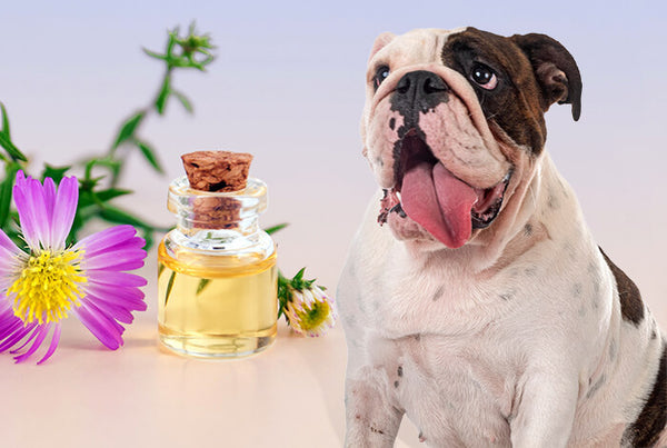 Cedarwood Essential Oil on Dogs for Ticks