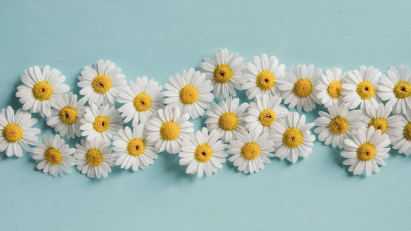 Dosage Recommended For Roman Chamomile Essential Oil: