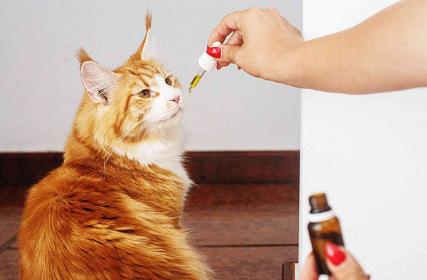 How To Use Safe Essential Oils For Fleas On Cats?