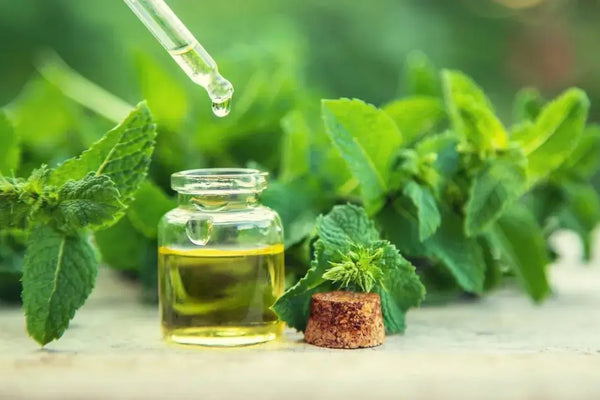 PEPPERMINT ESSENTIAL OIL