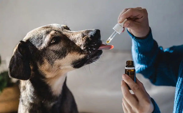 RISKS OF USING CARDAMOM ESSENTIAL OIL FOR DOGS