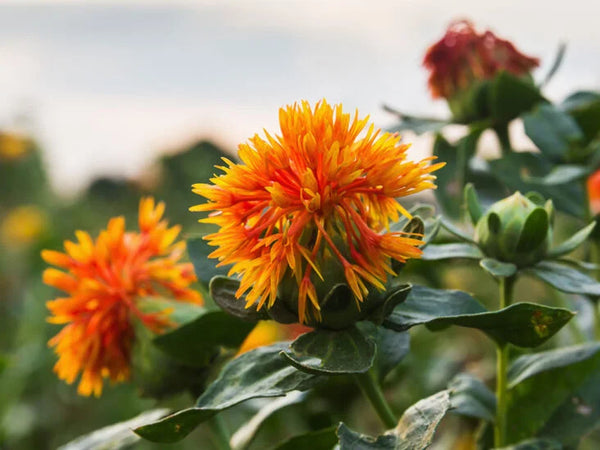 How is Safflower Oil Extracted For Use of Health Benefits? 
