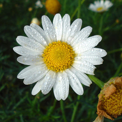 German Chamomile Essential Oil, Bayliss Botanicals