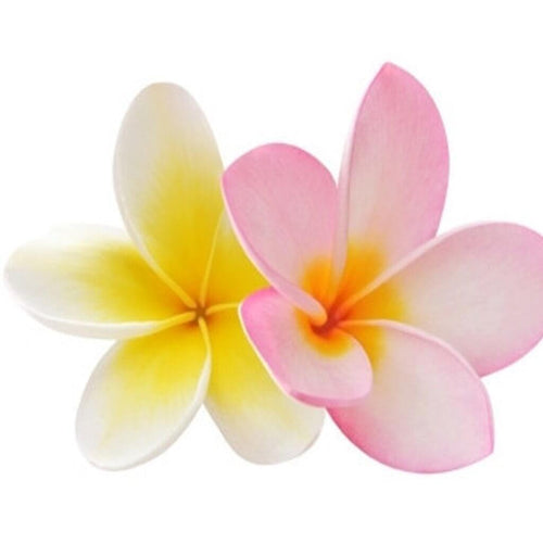 Frangipani Fragrance Oil for Soaps, Candles, Diffuser