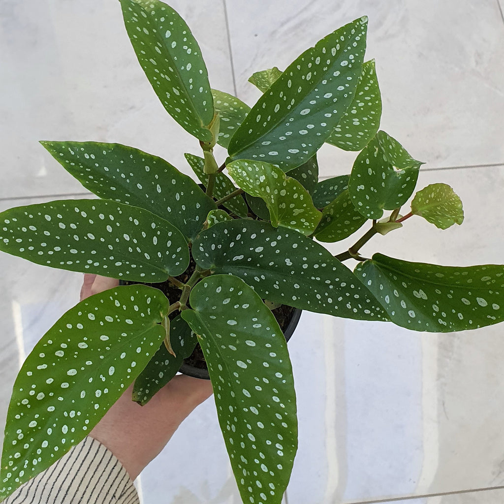 Angel Wing Begonia | Indoor Plant – The Foxes Den