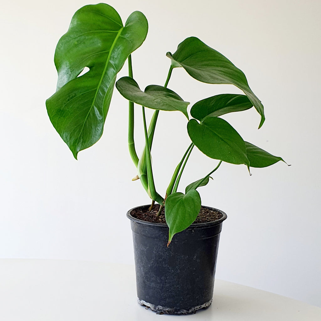 Monstera Deliciosa Fruit Salad Plant Indoor Plant 