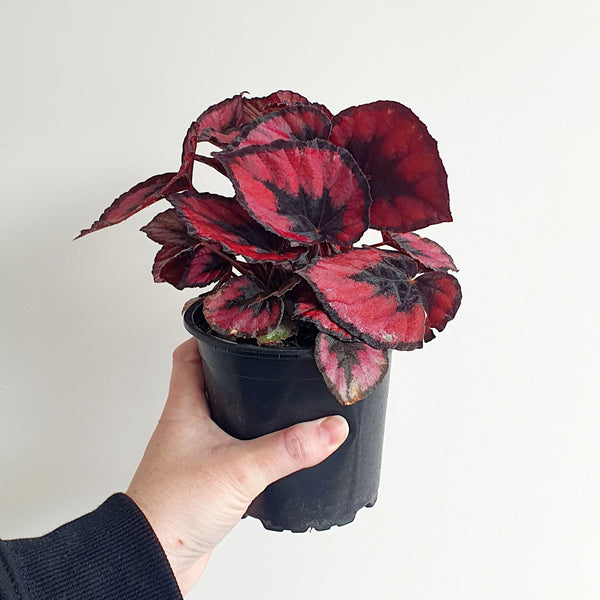 Begonia Red Kiss | Indoor Plant – The Foxes Den