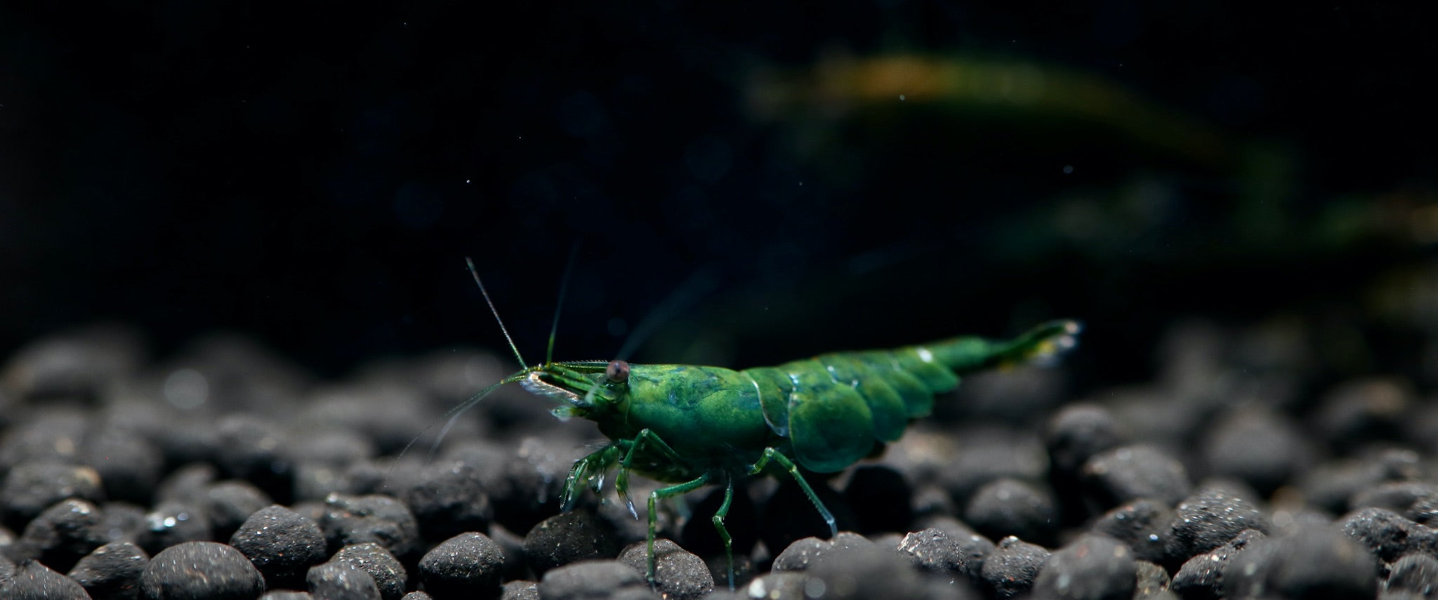 Green Jade Neocaridina