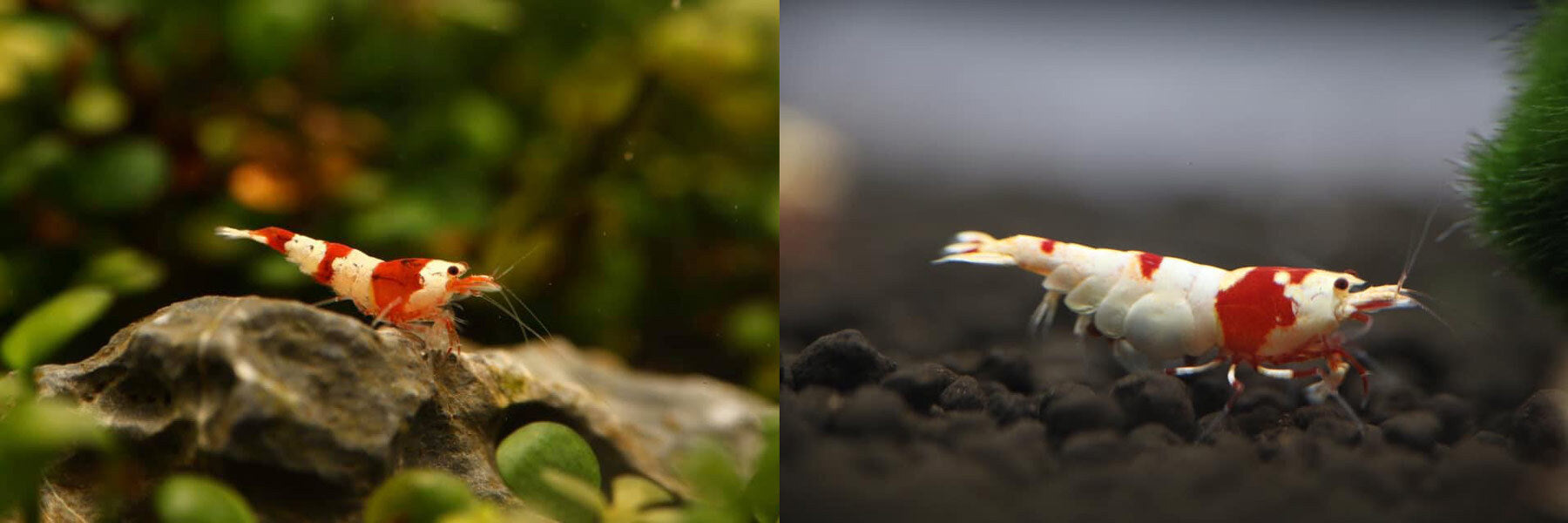 Crystal Red Shrimp and Pure Red Line