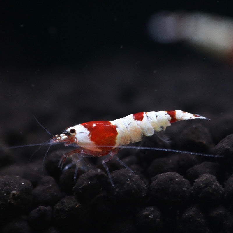 Red Shrimp A/S |