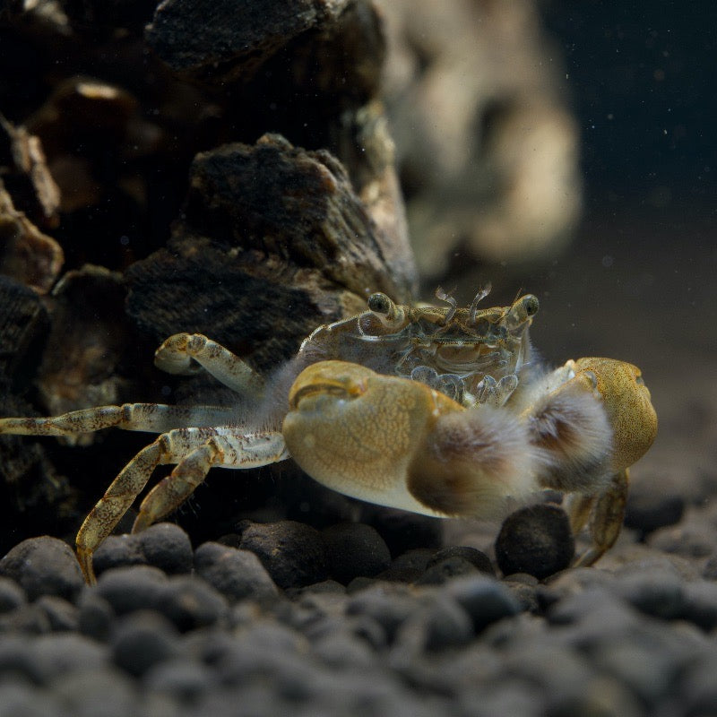 pompom crab