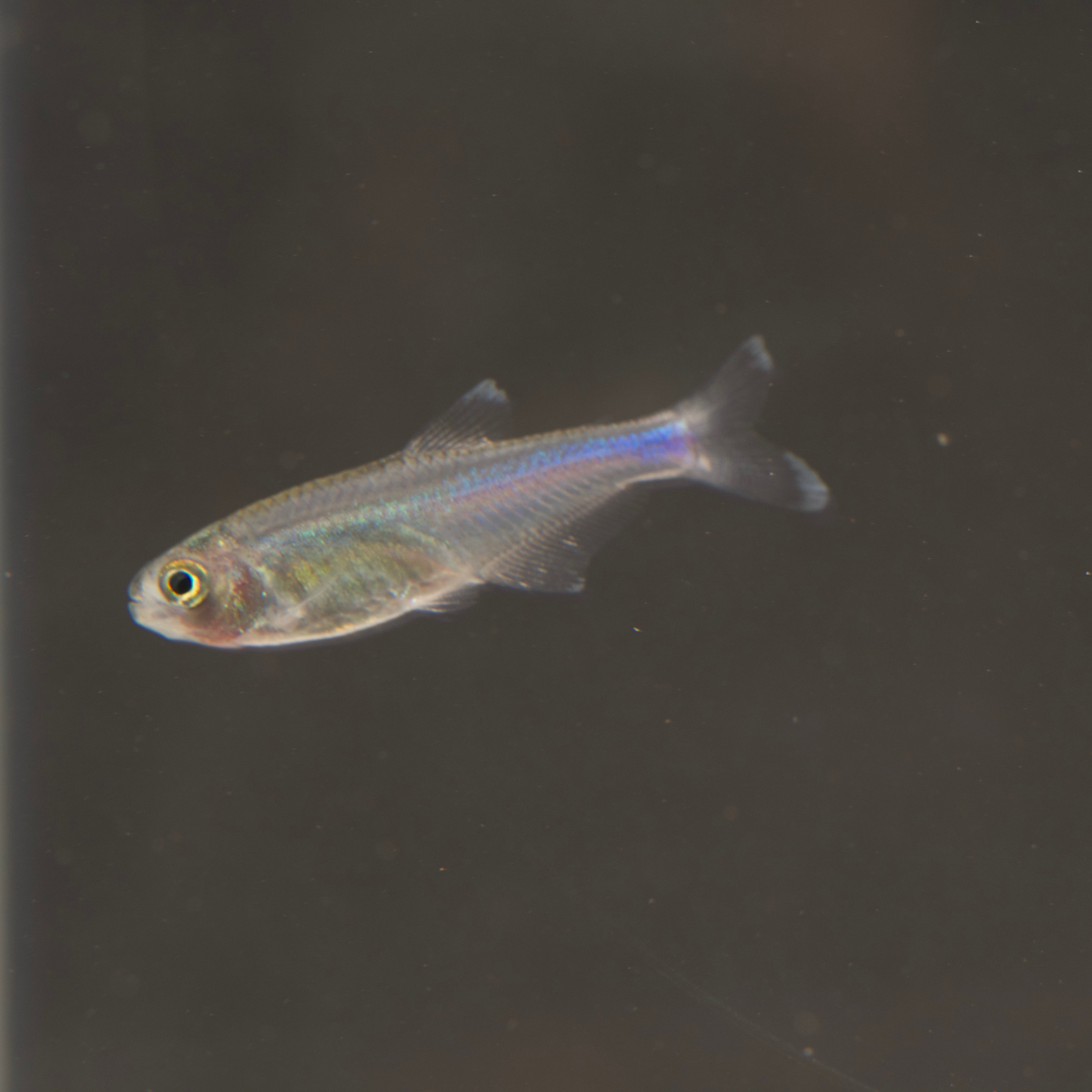 blue king tetra