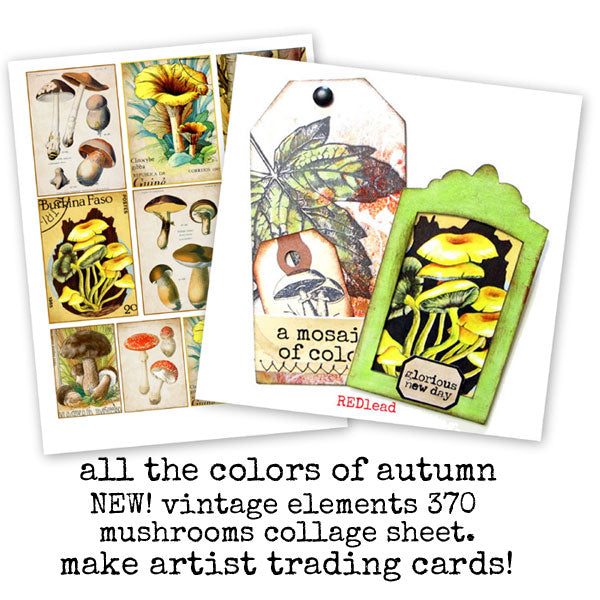 mushroom artist trading cards