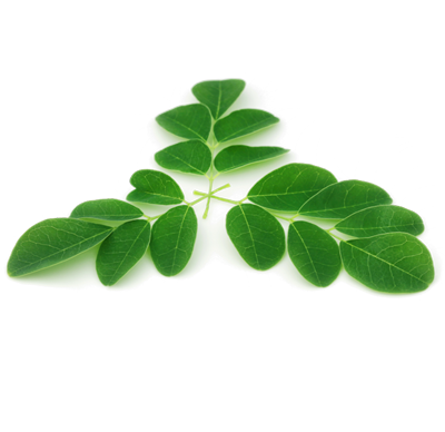 Moringa : How does it benefit your mind and body? – The Himalayan Organics