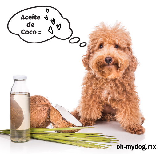 Lista 33+ Imagen de fondo es bueno el aceite de coco para los perros Mirada tensa