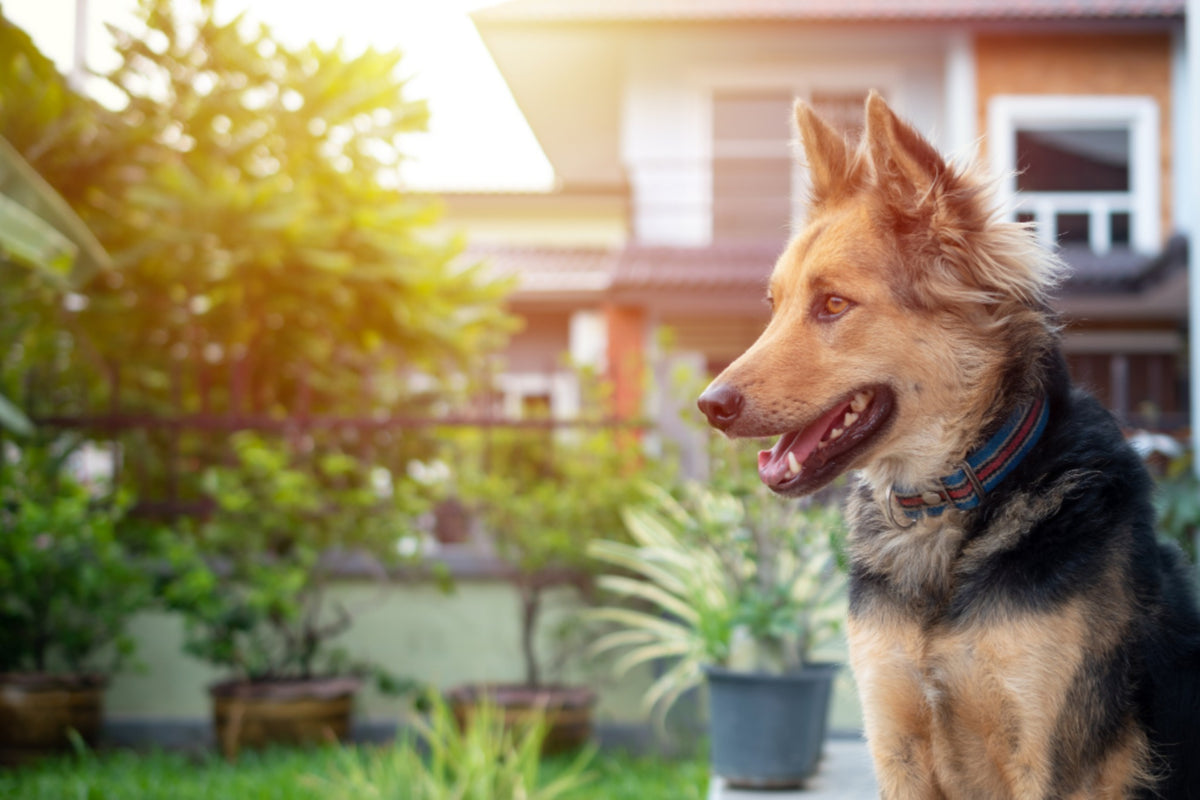 a good guard dog good with family