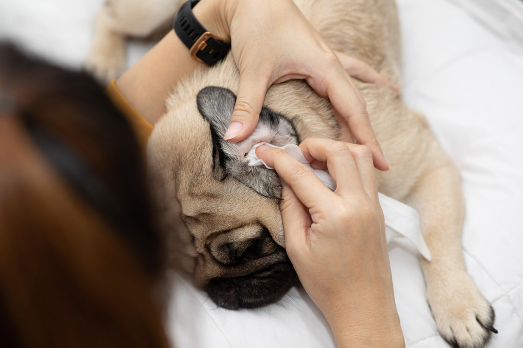 How To Remove Water From Your Dog S Ears Dog Lover S Towel