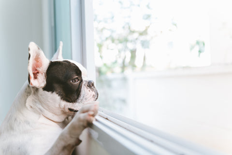 Bored Dog Home Alone