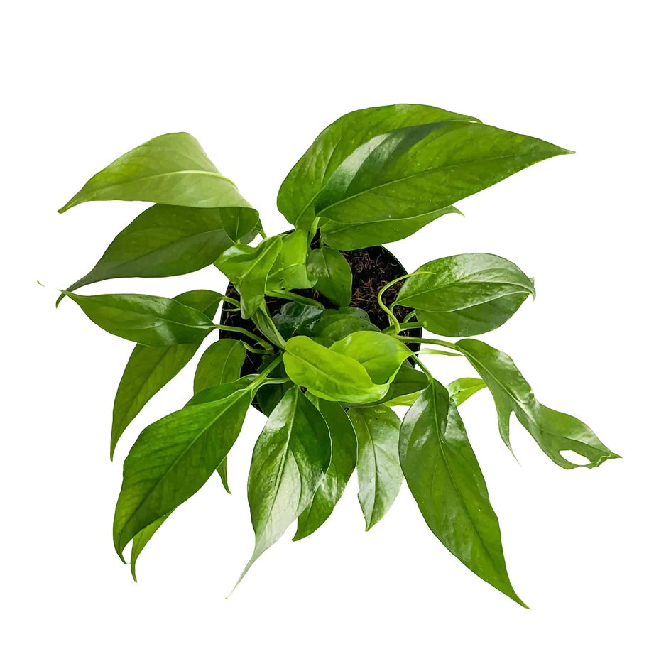Epipremnum pinneatum - Baltic Blue Pothos