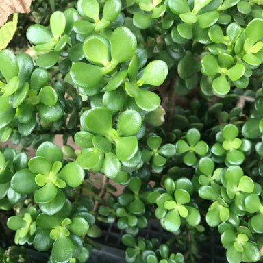 Crassula ovata Jade Money Plant Lucky Plant Succulent