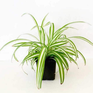 Chlorophytum en pot suspendu par unité - chlorophytum 'variegatum' - plante  d'intérieur ⌀18 cm - ↕40-45 cm