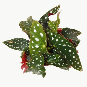 Begonia tamaya – Obliqua