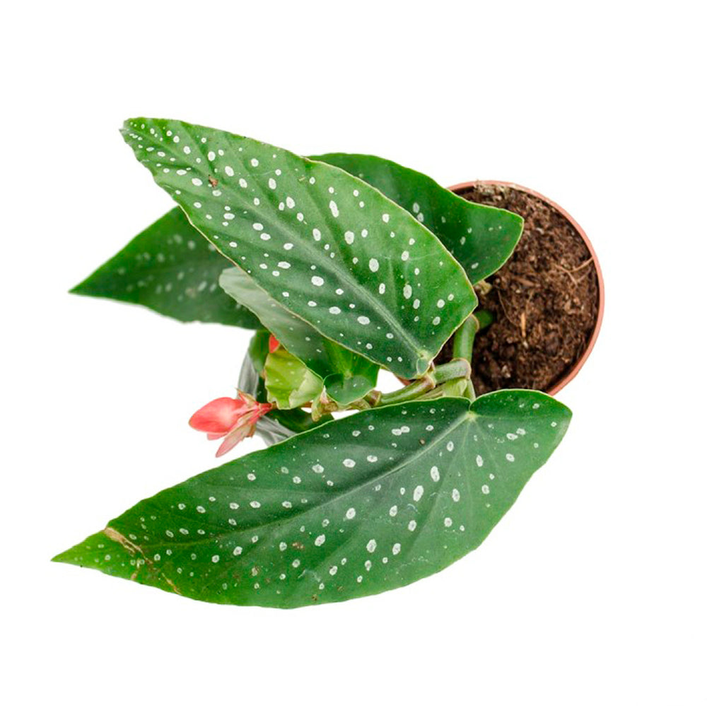Begonia tamaya – Obliqua