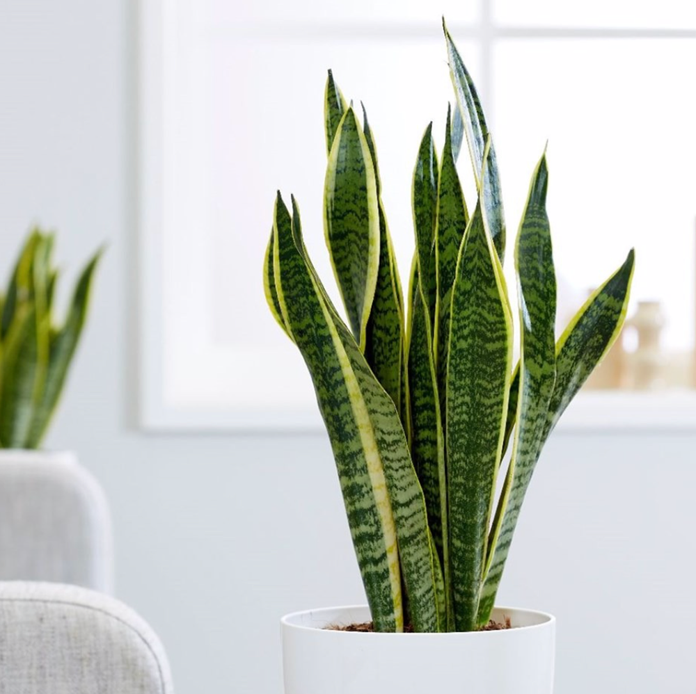 Sansevieria (Lengua de suegra) – Obliqua