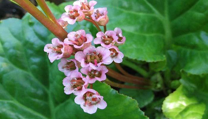 La hortensia de invierno, una planta vividora – El Nou Garden
