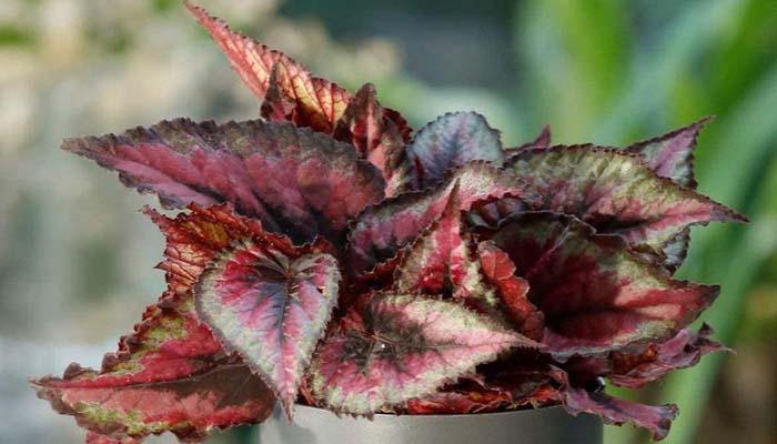 La begonia – El Nou Garden