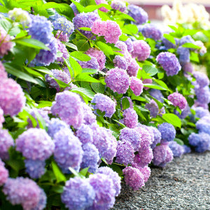 Arbustos de flores azules o lilas – El Nou Garden