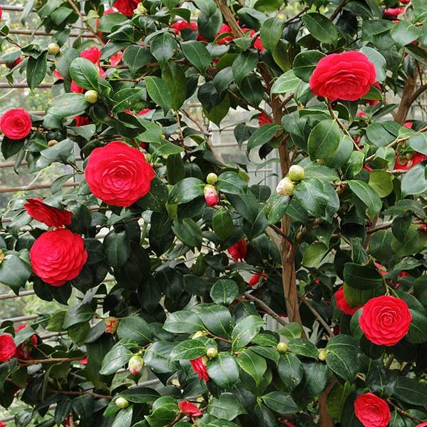 Arbustos de flores rojas – El Nou Garden