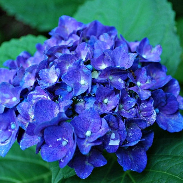 Azuladores de hortensias – El Nou Garden