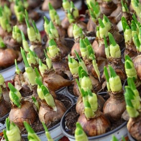 Bulbos - Brotes germinados – El Nou Garden