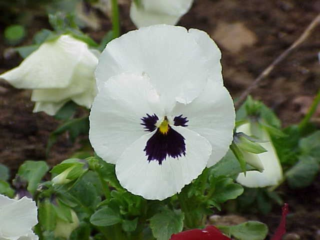 Pensamiento salvaje - Viola tricolor – El Nou Garden