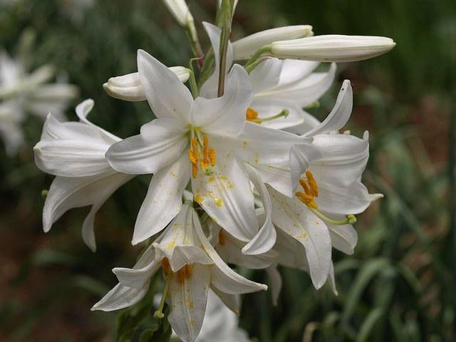 Azucena blanca - Llilium candidum - Bulbo – El Nou Garden