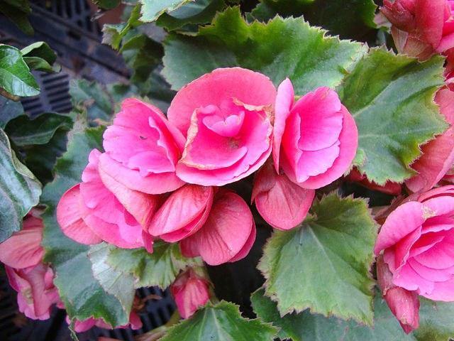 Begonia de flor - Begonia elatior - Begonia Hiemalis – El Nou Garden