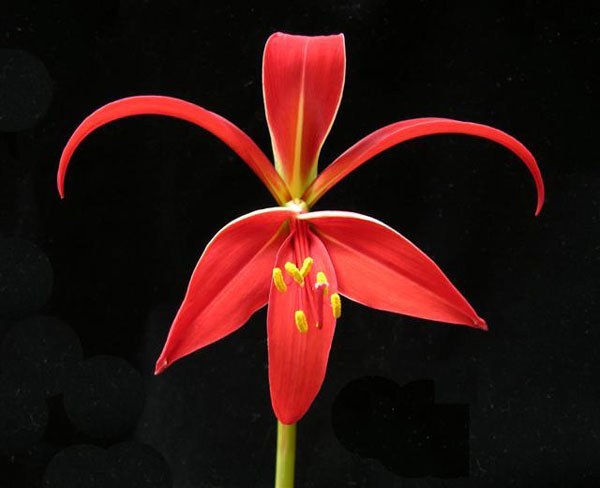 Flor de Lys - Sprekelia formosissima - Bulbo – El Nou Garden
