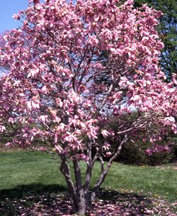 Magnolia de hoja caduca George Henry Kern - Magnolia soulangeana – El Nou  Garden