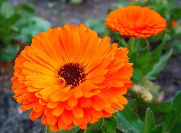 Caléndula 11cm - Calendula officinalis – El Nou Garden